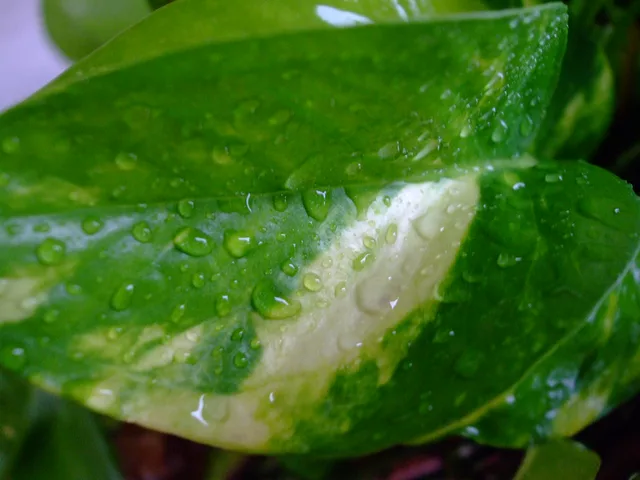 Wet Leaf