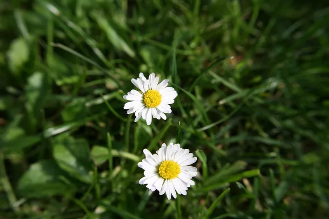 White Daisy
