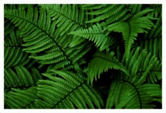 Fern Leaves