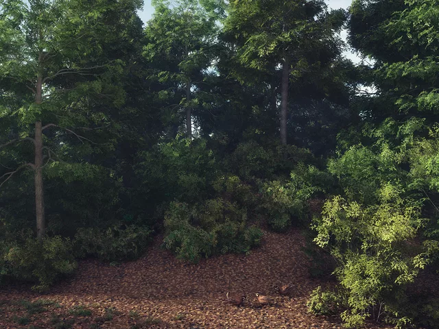 Dance of the Virginia Quail