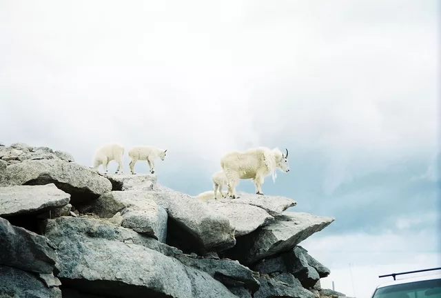 Mount Evans Rams ( Trail Ridge CO.)