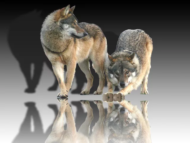 Wolf_mirror5