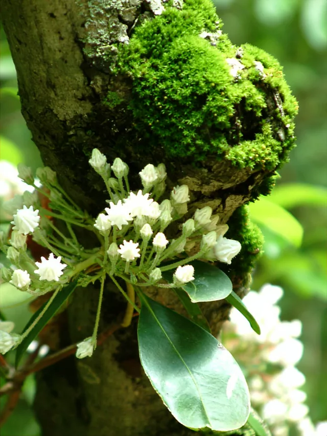 Mountain Laurel &amp; Moss