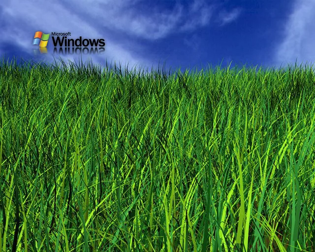 Windows Grass