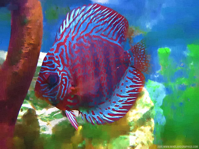 Discus