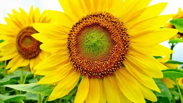 Sunflower 2