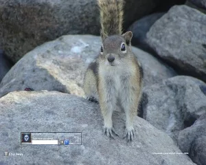 Chipmunk Curiosity