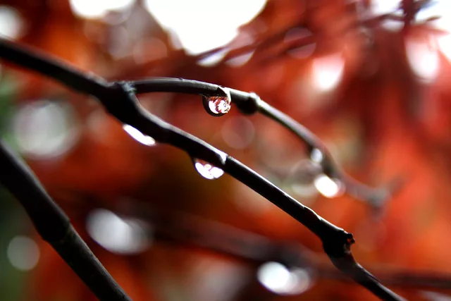 A Drop on a stem