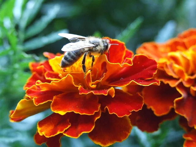 bee on duty by Gregor Petrovic