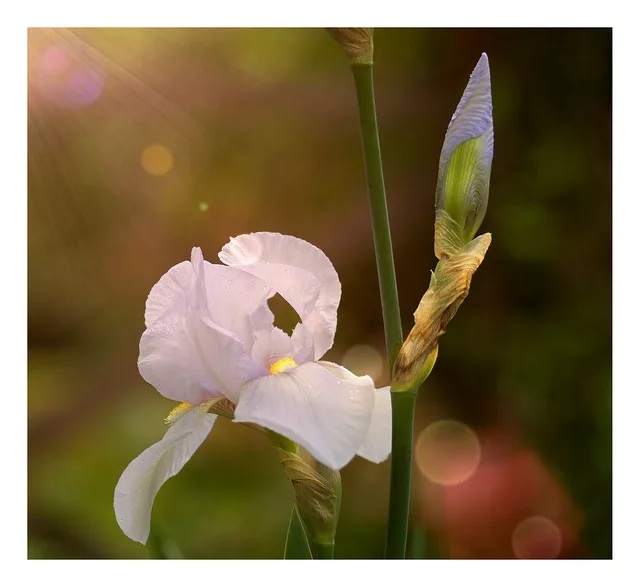 Iris Flower and Bud