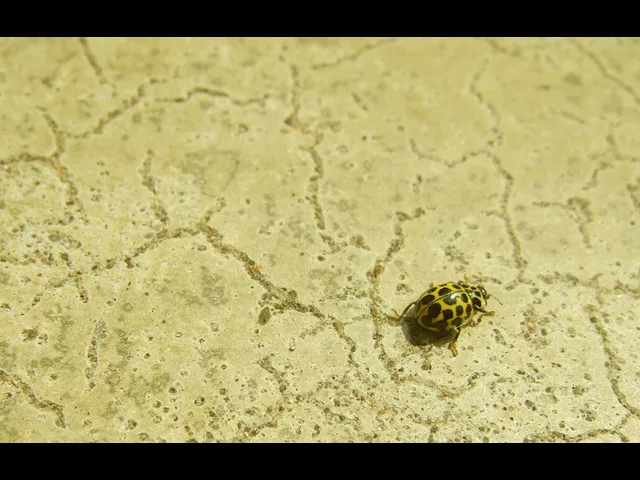 Ladybird - Marienkäfer