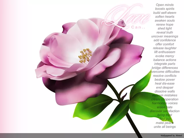 Toreador´s Love Rose