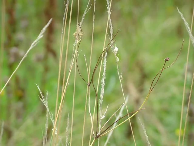 weeds by Gregor Petrovic