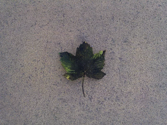 Leaf