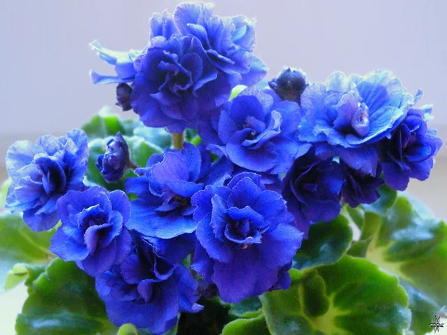 Saintpaulia Classic Blue