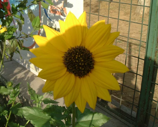 Sunflower