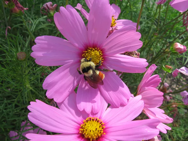 Bumblebee on Cosmos