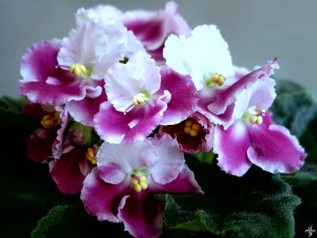 Saintpaulia Crimson Ice