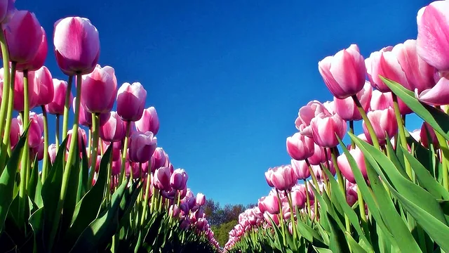 Tulip Pink 2