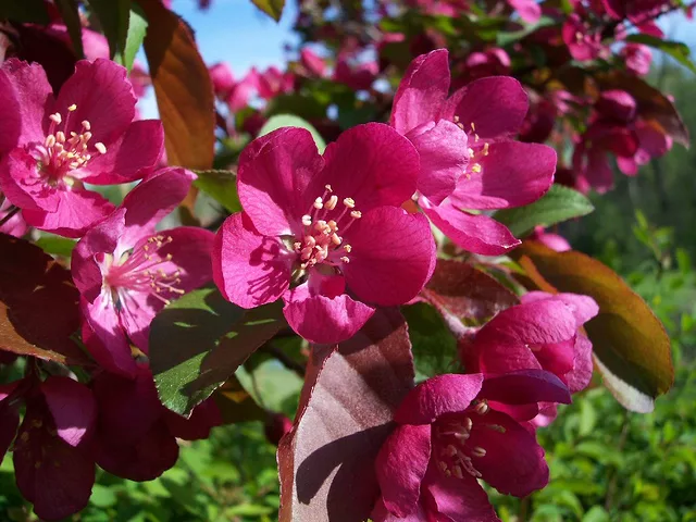 Crab Apple Blossoms 01