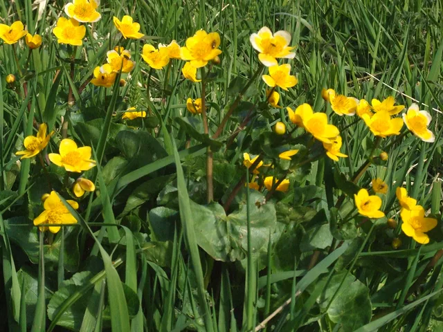 flowers by Gregor Petrovic