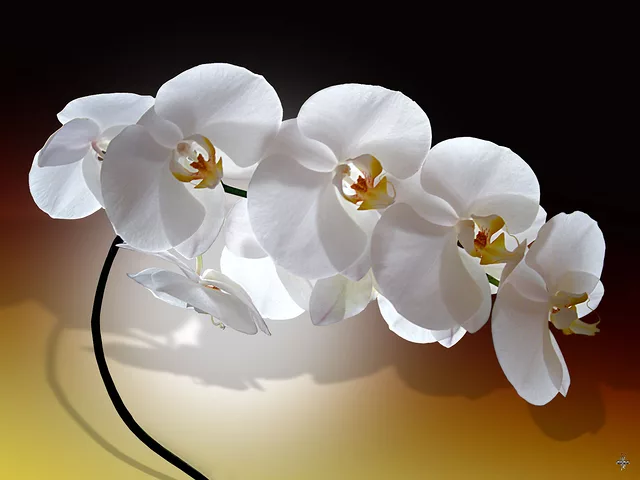 Phalaenopsis_1