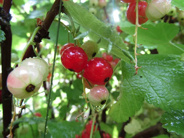 Currant