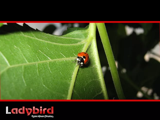 LADyBIRD