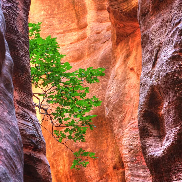 High on the Canyon Wall