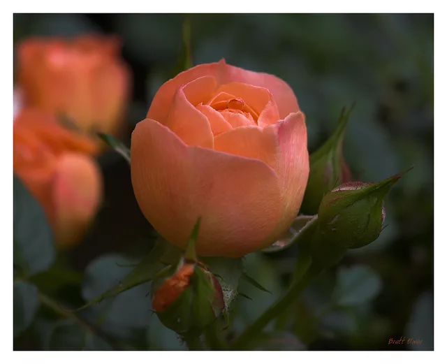 Peach Rose