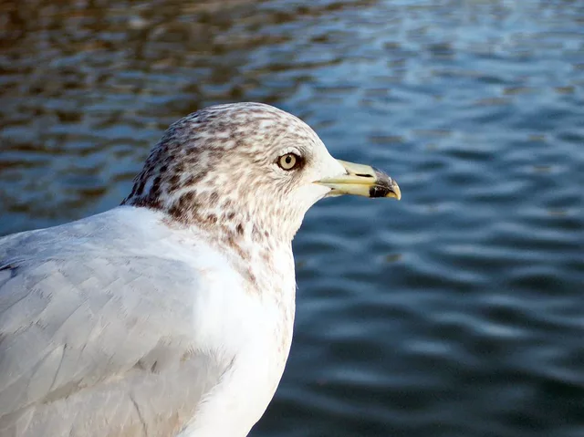 Seagull