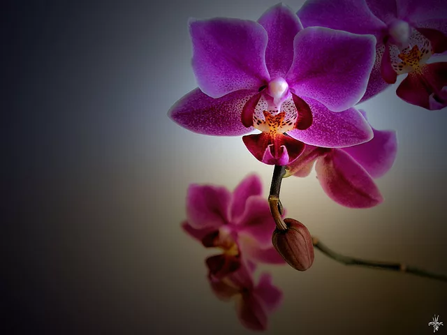 Phalaenopsis