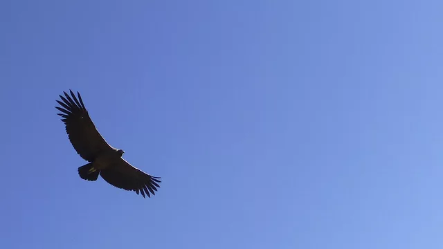 Condor