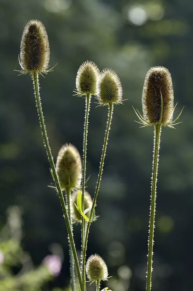Teasel