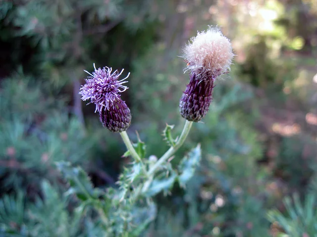 Tiny Thistles