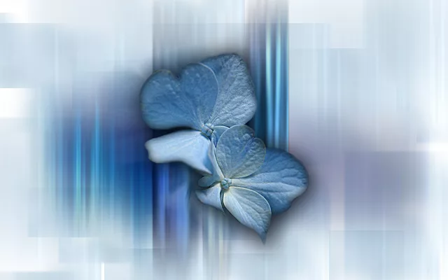 blue flower