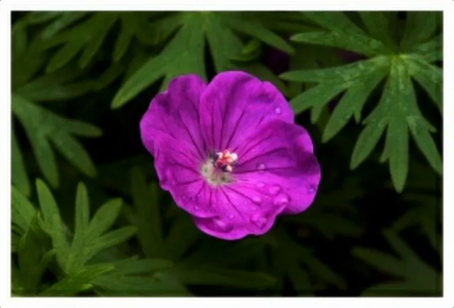 Geranium