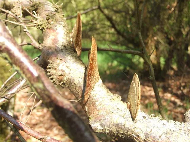 trees and mashrooms by Gregor Petrovic