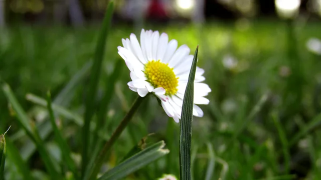 Daisy flower