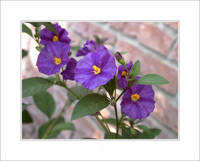 Lycianthes rantonnetii (Blue Potato Bush)