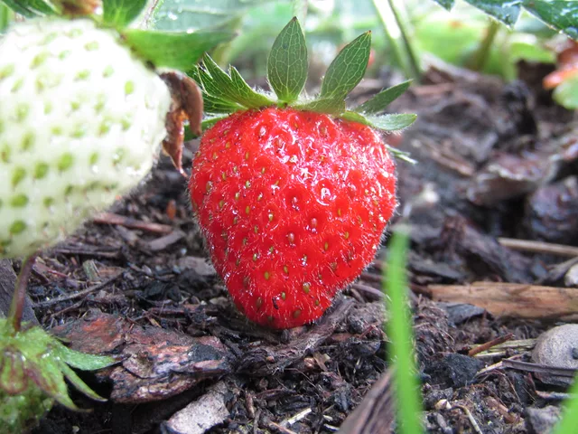Strawberry