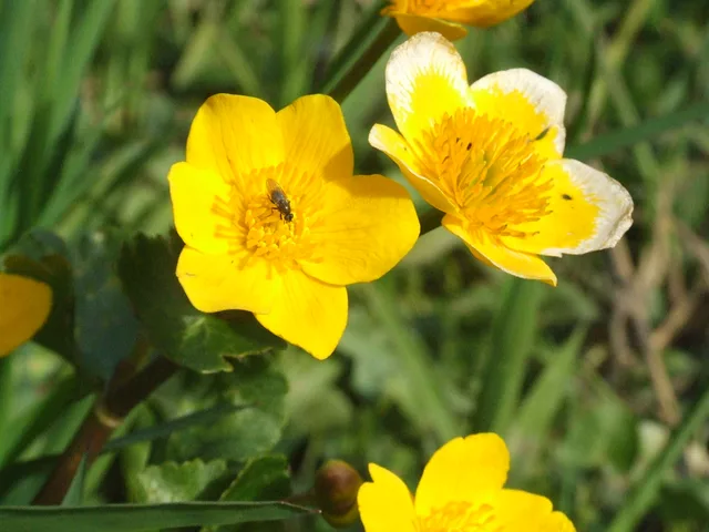 bug on flower by Gregor Petrovic