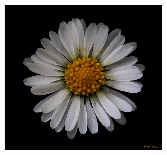 Lawn Daisy