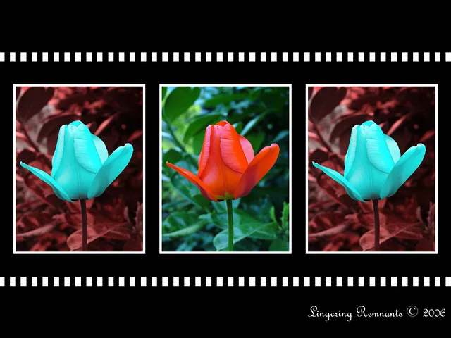 Triple Tulips