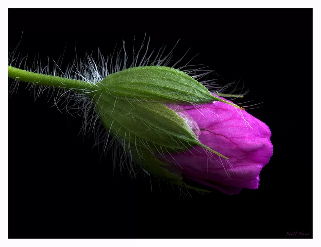 Geranium Bud
