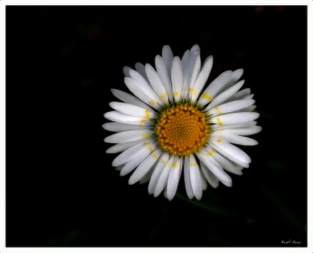 Desktop Daisy