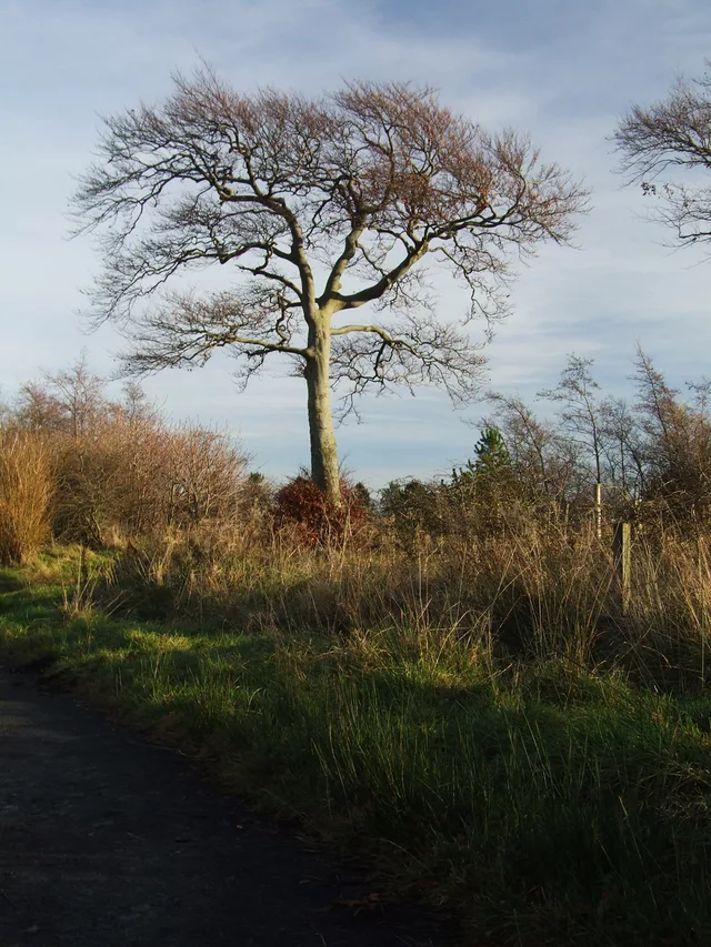 lonly tree by Gregor Petrovic