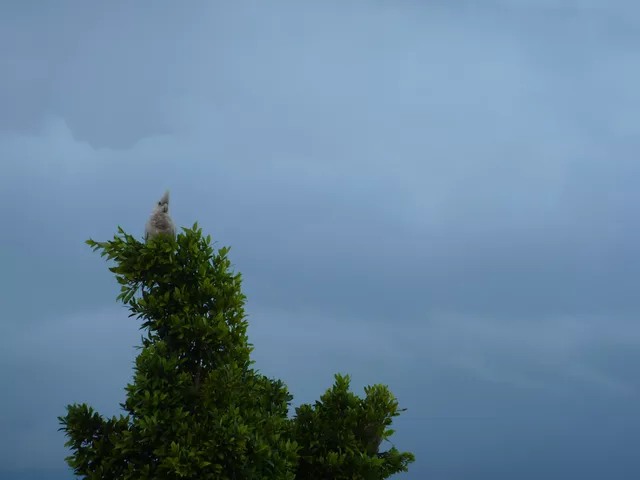 Waiting for the camera