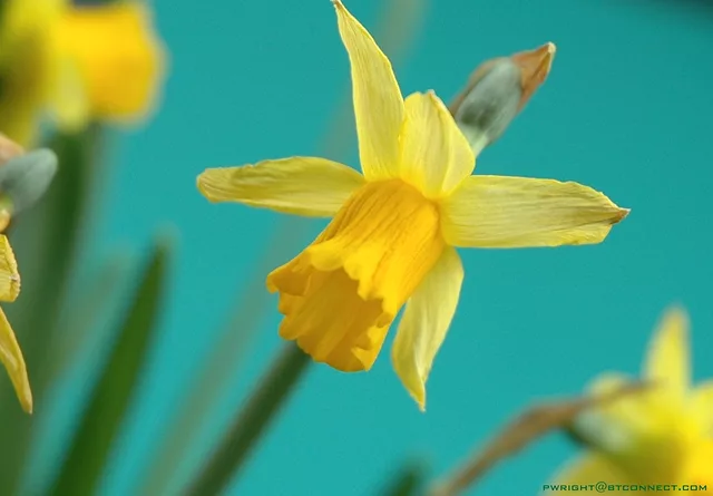 Daff