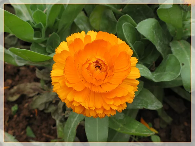 Orange Flower